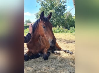 Caballo de deporte alemán, Yegua, 4 años, 165 cm, Castaño rojizo