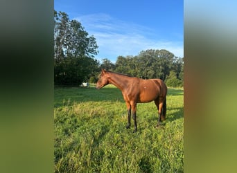 Caballo de deporte alemán, Yegua, 4 años, 165 cm, Castaño rojizo