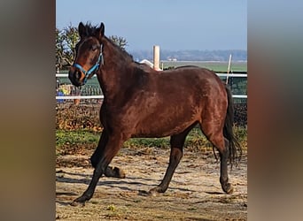 Caballo de deporte alemán, Yegua, 4 años, 165 cm, Castaño rojizo