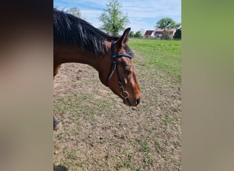 Caballo de deporte alemán, Yegua, 4 años, 165 cm, Castaño rojizo