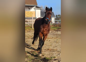 Caballo de deporte alemán, Yegua, 4 años, 165 cm, Castaño rojizo