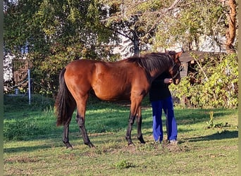 Caballo de deporte alemán, Yegua, 4 años, 165 cm, Castaño rojizo