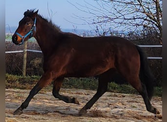 Caballo de deporte alemán, Yegua, 4 años, 165 cm, Castaño rojizo