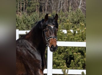 Caballo de deporte alemán, Yegua, 4 años, 165 cm, Castaño rojizo