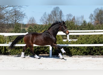 Caballo de deporte alemán, Yegua, 4 años, 165 cm, Castaño rojizo