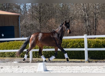 Caballo de deporte alemán, Yegua, 4 años, 165 cm, Castaño rojizo