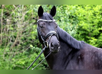 Caballo de deporte alemán, Yegua, 4 años, 165 cm, Morcillo