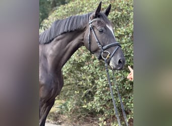 Caballo de deporte alemán, Yegua, 4 años, 165 cm, Negro