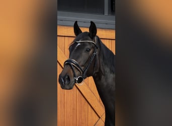 Caballo de deporte alemán, Yegua, 4 años, 165 cm, Negro