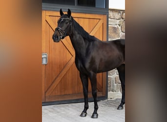 Caballo de deporte alemán, Yegua, 4 años, 165 cm, Negro