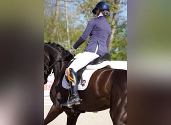Caballo de deporte alemán, Yegua, 4 años, 165 cm, Negro