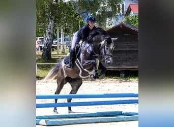 Caballo de deporte alemán, Yegua, 4 años, 165 cm, Tordo
