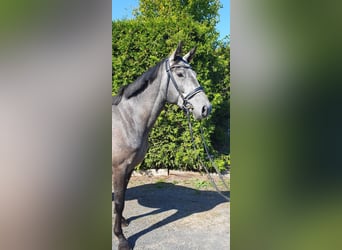 Caballo de deporte alemán, Yegua, 4 años, 165 cm, Tordo rodado