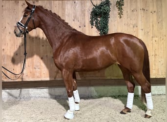 Caballo de deporte alemán, Yegua, 4 años, 166 cm, Alazán