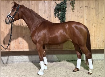 Caballo de deporte alemán, Yegua, 4 años, 166 cm, Alazán