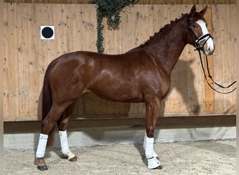 Caballo de deporte alemán, Yegua, 4 años, 166 cm, Alazán