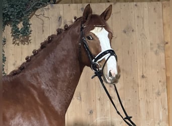 Caballo de deporte alemán, Yegua, 4 años, 166 cm, Alazán