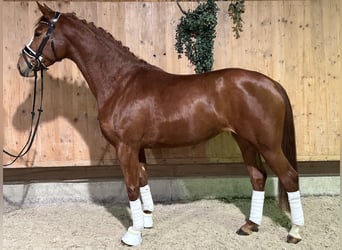 Caballo de deporte alemán, Yegua, 4 años, 166 cm, Alazán