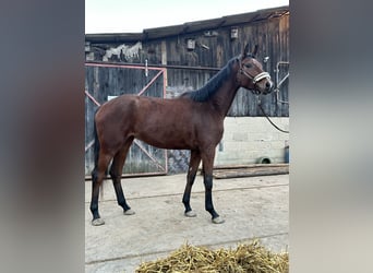 Caballo de deporte alemán, Yegua, 4 años, 166 cm, Castaño