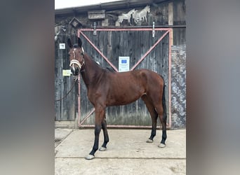 Caballo de deporte alemán, Yegua, 4 años, 166 cm, Castaño