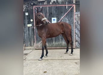 Caballo de deporte alemán, Yegua, 4 años, 166 cm, Castaño