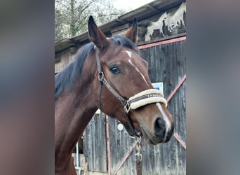 Caballo de deporte alemán, Yegua, 4 años, 166 cm, Castaño