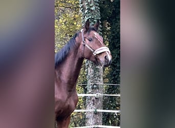 Caballo de deporte alemán, Yegua, 4 años, 166 cm, Castaño