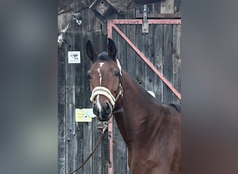 Caballo de deporte alemán, Yegua, 4 años, 166 cm, Castaño