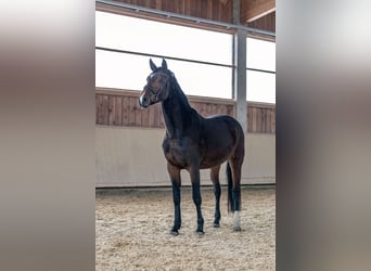 Caballo de deporte alemán, Yegua, 4 años, 166 cm, Castaño