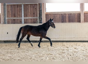 Caballo de deporte alemán, Yegua, 4 años, 166 cm, Castaño