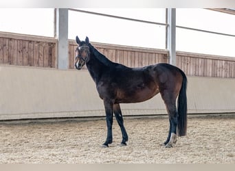 Caballo de deporte alemán, Yegua, 4 años, 166 cm, Castaño