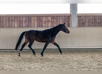 Caballo de deporte alemán, Yegua, 4 años, 166 cm, Castaño