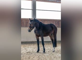 Caballo de deporte alemán, Yegua, 4 años, 166 cm, Castaño