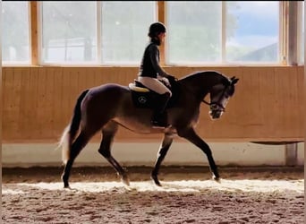 Caballo de deporte alemán, Yegua, 4 años, 166 cm, Musgo