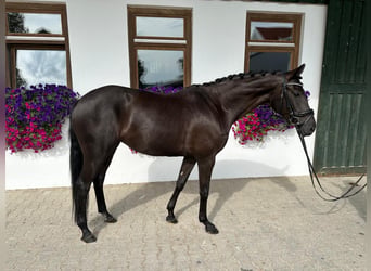 Caballo de deporte alemán, Yegua, 4 años, 166 cm, Negro