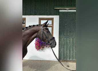 Caballo de deporte alemán, Yegua, 4 años, 166 cm, Negro