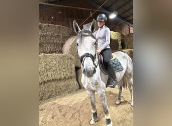 Caballo de deporte alemán, Yegua, 4 años, 166 cm, Tordo rodado