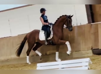 Caballo de deporte alemán, Yegua, 4 años, 167 cm, Alazán