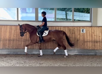 Caballo de deporte alemán, Yegua, 4 años, 167 cm, Alazán