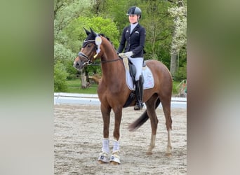 Caballo de deporte alemán, Yegua, 4 años, 167 cm, Alazán