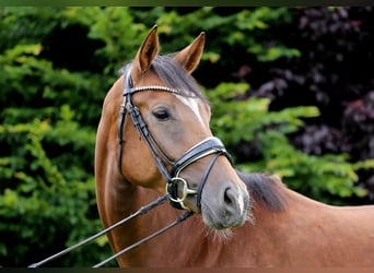 Caballo de deporte alemán, Yegua, 4 años, 167 cm, Alazán