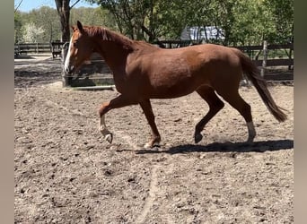 Caballo de deporte alemán, Yegua, 4 años, 167 cm, Alazán