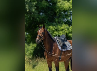 Caballo de deporte alemán, Yegua, 4 años, 167 cm, Castaño