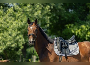 Caballo de deporte alemán, Yegua, 4 años, 167 cm, Castaño