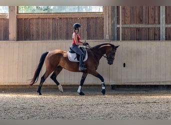 Caballo de deporte alemán, Yegua, 4 años, 167 cm, Castaño