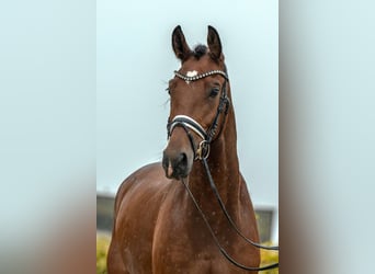 Caballo de deporte alemán, Yegua, 4 años, 167 cm, Castaño