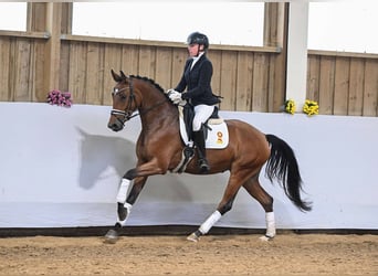 Caballo de deporte alemán, Yegua, 4 años, 167 cm, Castaño