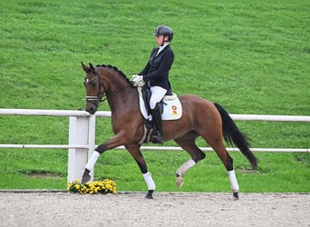 Caballo de deporte alemán, Yegua, 4 años, 167 cm, Castaño