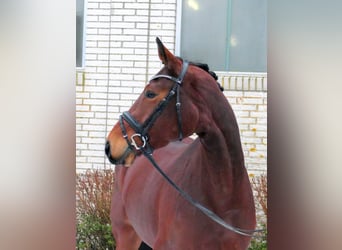 Caballo de deporte alemán, Yegua, 4 años, 167 cm, Castaño
