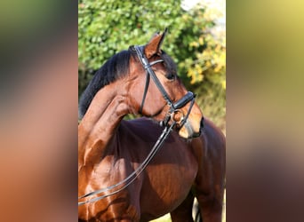 Caballo de deporte alemán, Yegua, 4 años, 167 cm, Castaño